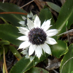 Eryngium humile