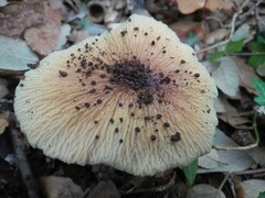 Cortinarius livido-ochraceus