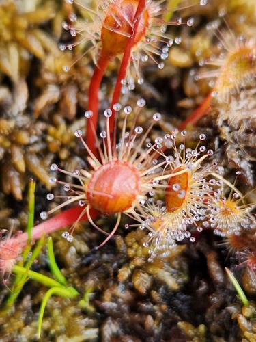 Drosera stenopetala