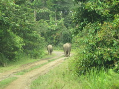 Elephas maximus borneensis