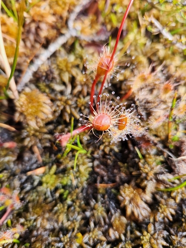 Drosera stenopetala