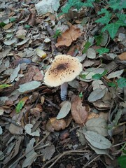 Cortinarius livido-ochraceus