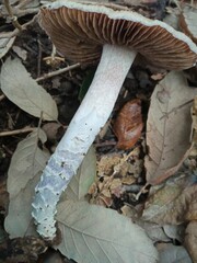 Cortinarius livido-ochraceus