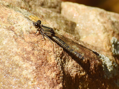 Platycypha caligata