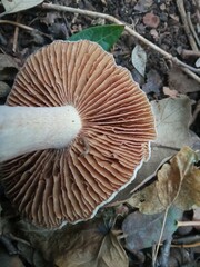 Cortinarius livido-ochraceus