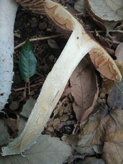Cortinarius livido-ochraceus