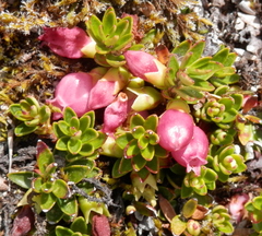 Disterigma empetrifolium