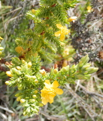 Hypericum laricifolium