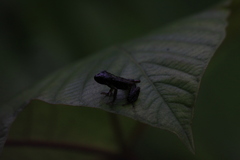 Pristimantis achatinus