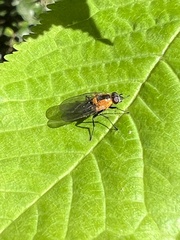 Palpibracus vittatus