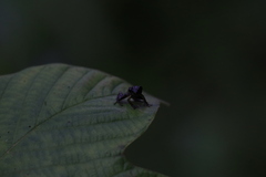 Pristimantis achatinus