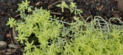 Sedum japonicum
