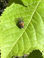 Palpibracus vittatus