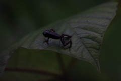 Pristimantis achatinus