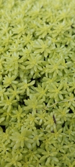 Sedum japonicum