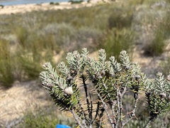 Trichocephalus stipularis