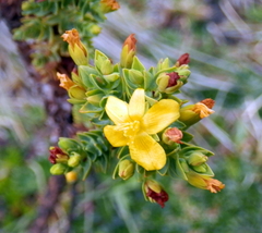 Hypericum laricifolium