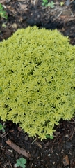 Sedum japonicum