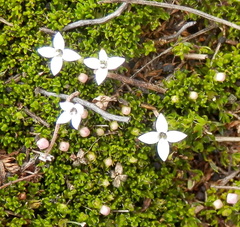 Arcytophyllum thymifolium