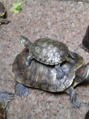 Trachemys scripta