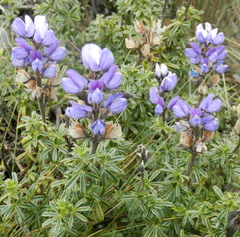 Lupinus pubescens