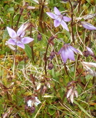 Gentianella rapunculoides