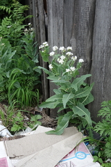 Armoracia sisymbrioides