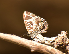 Cacyreus lingeus