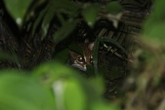 Prionailurus javanensis