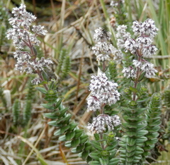 Valeriana microphylla