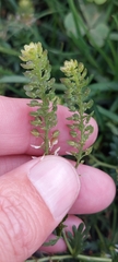 Lepidium bipinnatifidum