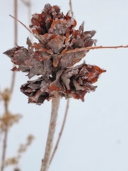Rabdophaga rosaria