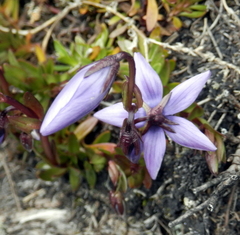 Gentianella rapunculoides