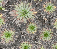 Plantago rigida