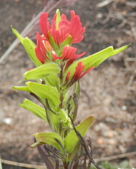 Castilleja fissifolia