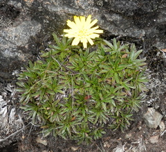 Hypochaeris sessiliflora