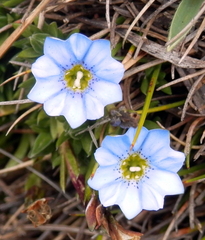 Gentiana sedifolia