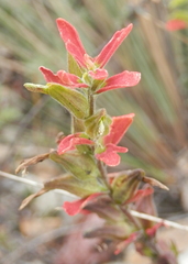 Castilleja fissifolia