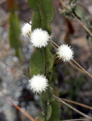 Baccharis genistelloides