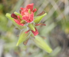 Castilleja fissifolia