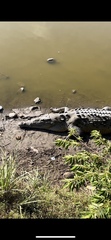 Crocodylus acutus
