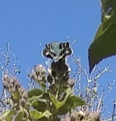 Thespieus macareus