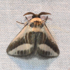 Mesoscia dumilla