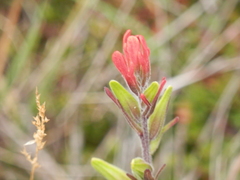 Castilleja fissifolia