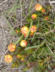 Gentianella hirculus