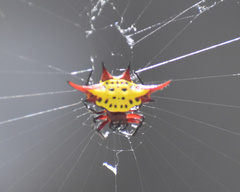 Gasteracantha