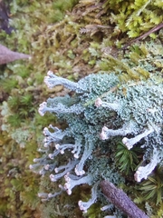 Cladonia peziziformis