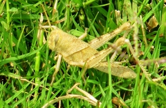 Cyrtacanthacridini