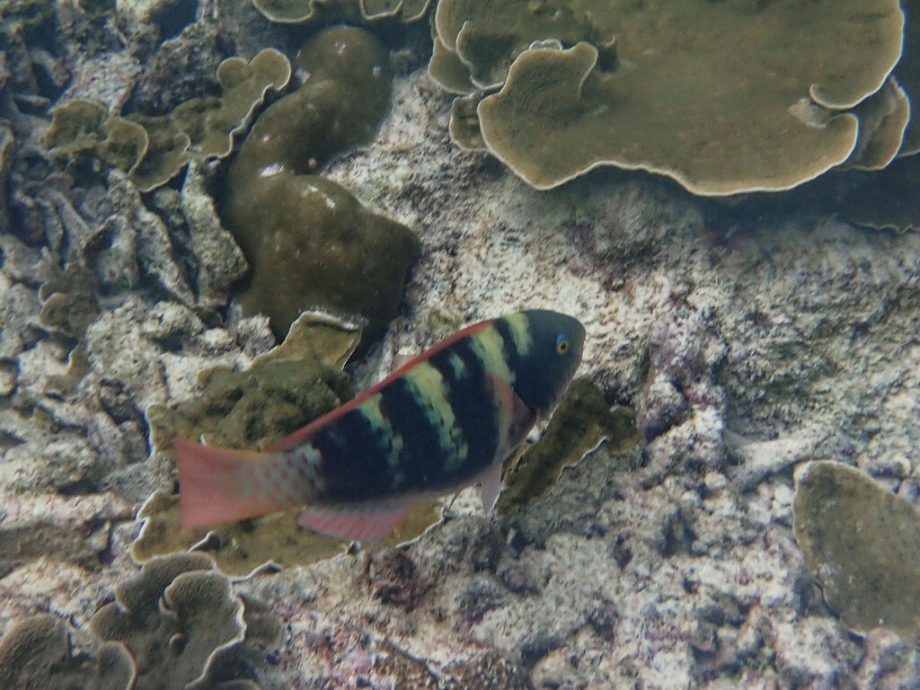 Greenhead Parrotfish