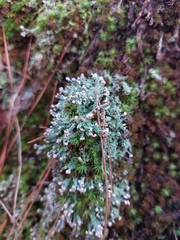 Cladonia peziziformis